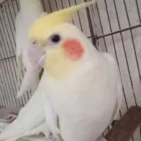 عروس هلندی نر مست آواز خوان|پرنده|رشت, کوی فرهنگیان|دیوار