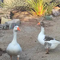 یک جفت غاز سالم