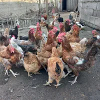 مرغ محلی|حیوانات مزرعه|رشت, حومه رشت|دیوار