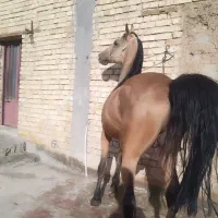 خرید فروش اسب و مادیان