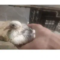 جوجه کبوتر  م  س ت و