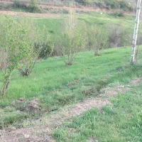 زمین باغی/دارای تعداد زیادی نهال میوه و فندق