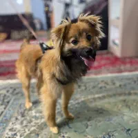 سگ نژاد اشپیتز