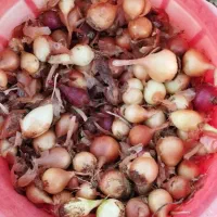 پیاز ریز (ترشی)