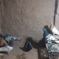 کفتر|پرنده|تربت جام, میان جام|دیوار