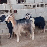 3راس گیسه داشتی ویک راس میش