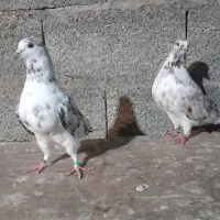 کبوتر|پرنده|سنگر, |دیوار