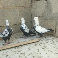 دمبی نر|پرنده|شوشتر, |دیوار