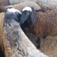 شبانه روزی|حیوانات مزرعه|تهران, فردوس|دیوار