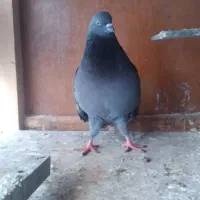 کبوتر لشت نشا|پرنده|لشت نشا, |دیوار