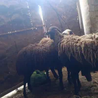 گوسفند همو و هترو چند قلو زا فروشی کسی خاست تماس