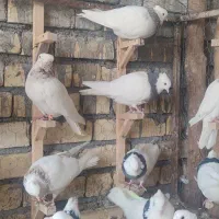 طوقی|پرنده|باغ بهادران, |دیوار