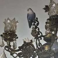 یک جفت کوتوله برزیلی سالم و سرحال