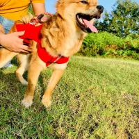 سگ پامر|سگ|لاهیجان, لیل|دیوار