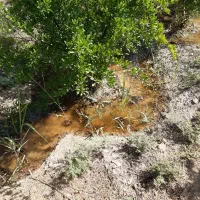 باغ انار و زیتون 7ساله.واقع در طارم آستاکل