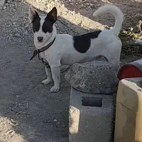 واگزاری سگ جک راسل|سگ|کنگاور, |دیوار