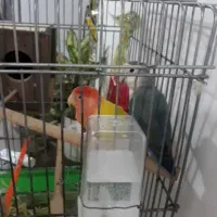 طوطی برزیلی جفت مولد و دستی|پرنده|باغستان, |دیوار