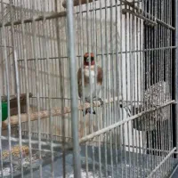 با سلام سهره نر کوتا بلند خون|پرنده|کهریزک, |دیوار