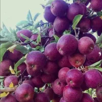کارگربرای سیب چیدن