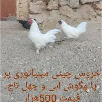 خروس چینی مینیاتوری|حیوانات مزرعه|یزد, |دیوار