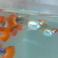 گوپی مولی پلاتی سوارتیل کت