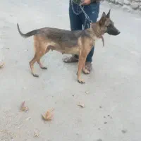 ماده مالینویز توافقی