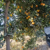 تامسون شیرین