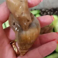 حلزون تخم گذار آچاتینا