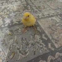 قناری