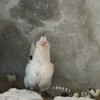 جوجه گلین پنگوئنی