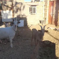 فروش بز و نربز سانن|حیوانات مزرعه|سلامی, |دیوار