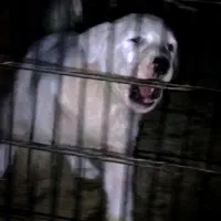 سگ سگ|سگ|بروجرد, |دیوار