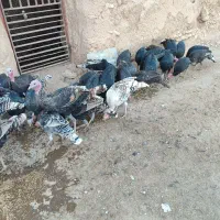 بوقلمون|حیوانات مزرعه|گل تپه, |دیوار