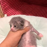 رزرو رزرو گربه بایکالر ژاپنی|گربه|چالوس, |دیوار