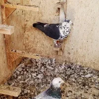 کفتر هوایی نر