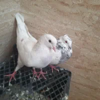 کفتر نروماده عالی
