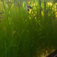 گیاه گندمی آکواریوم