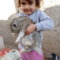 ۳ عدد خرگوش نر