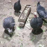 چهار تا بوقلمون ماده یک نر|حیوانات مزرعه|دهگلان, |دیوار