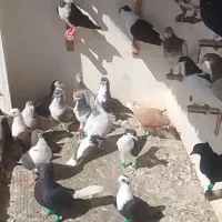 36عدد کفتر بوم
