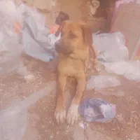 سگ.نگهبان.دورگ.افغان.قیمت۲۰۰۰۰۰۰۰تومان
