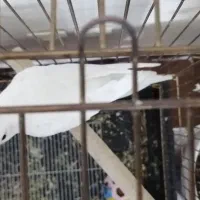 عروس هلندی آلبینو نر|پرنده|شاهین‌شهر, شهرک ردانی پور|دیوار