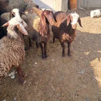 بره ماده|حیوانات مزرعه|هشتگرد, تهران دشت|دیوار