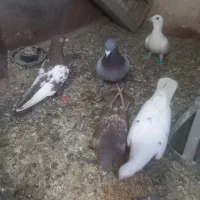 کبوتر|حیوانات|مشهد, ویلاشهر|دیوار