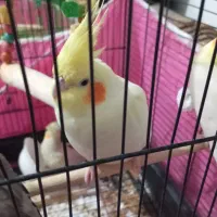 عروس هلندی|پرنده|سردشت, |دیوار