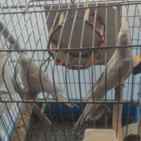 عروس هلندی آلبینو خالص|پرنده|کرج, حسینآباد|دیوار