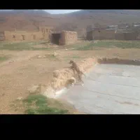 واگذاری سگ نر