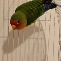 طوطی برزیلی ارام کم صدا.شهرری