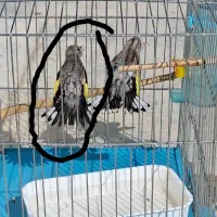 سهره ماده جوجه قفس نشان دار