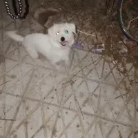 سک پاپی|سگ|کاشان, فین بزرگ|دیوار